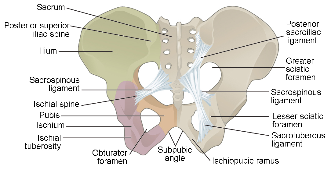 <p>The ischial ramus and inferior pubic ramus fuse to form the ischiopubic ramus.</p>