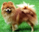 <p>welk type hond is dit</p>
