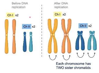 <p>both copies considered homologous although slight differences could be present</p><ul><li><p>2 chromosomes remain attached and each og stick is a chromatid (same whether haploid or diploid)</p></li></ul><p></p>
