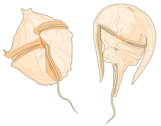 <p>unicellular organisms with hollow sacs on their peripheral membrane (arrow shaped)</p>