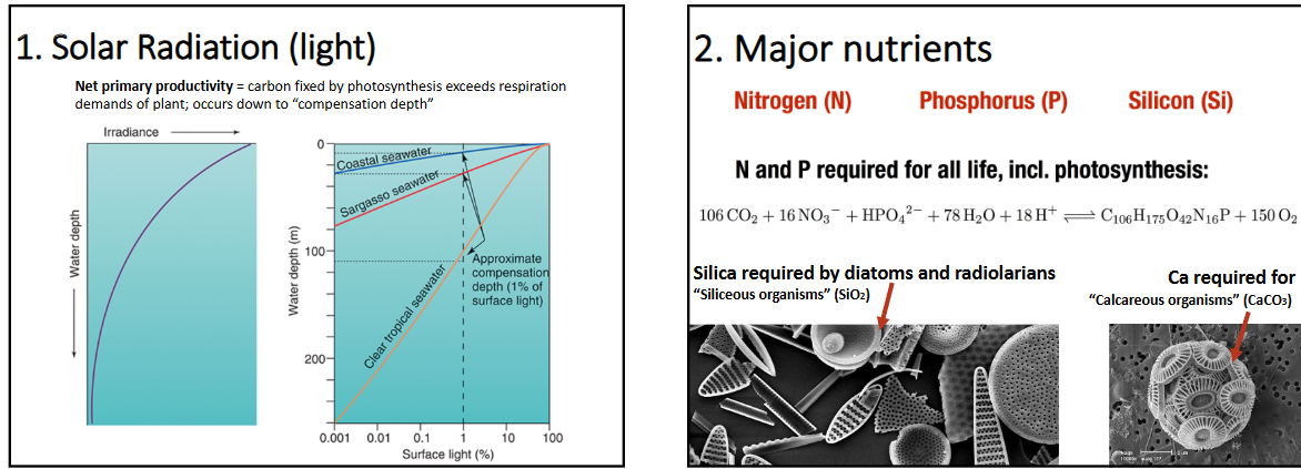 <p>-solar radiation (light): net primary productivity → carbon fixed by photosynthesis exceeds respiration demands of plant; occurs down to “compensation depth” (~1% of surface light) (not first order importance)</p><p>-major nutrients (nitrogen, phosphorus, silicon) availability→ most important factor (where there is vertical mixing)</p><p>-coastal upwelling, equatorial upwelling, and local turbulence (waves and tides)</p><p>-with vertical mixing → productivity</p>