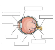 <p>label the diagram </p>