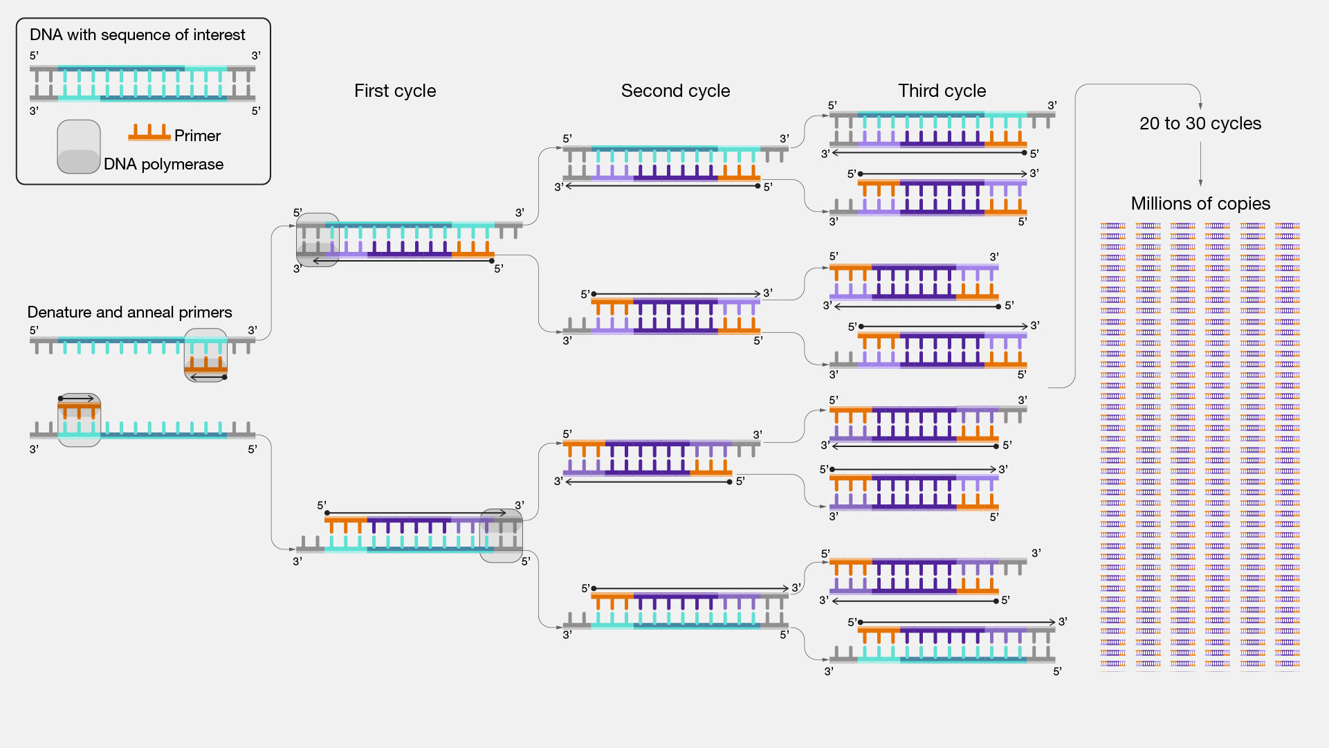 <p>Creates exact copies of a target DNA sequence</p>