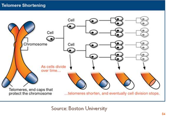 <p>As a cell divides, its <strong>telomeres shorten</strong>. Eventually, the telomeres <span style="color: red;">become so short that the cell can no longer divide</span>, which leads to cellular aging (senescence).</p>