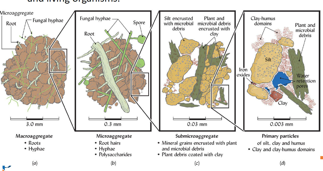 <ol><li><p>Macroaggregate</p></li><li><p>Microaggregate</p></li><li><p>Submicroaggregate</p></li><li><p>Primary particles</p></li></ol><p></p>