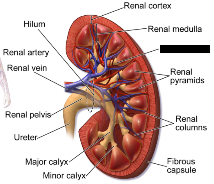 <p>the apex (pointed tip) of a renal pyramid inside the kidney. It functions as the final exit point for urine, filtering fluid from the pyramid's collecting ducts into the minor calyx</p>