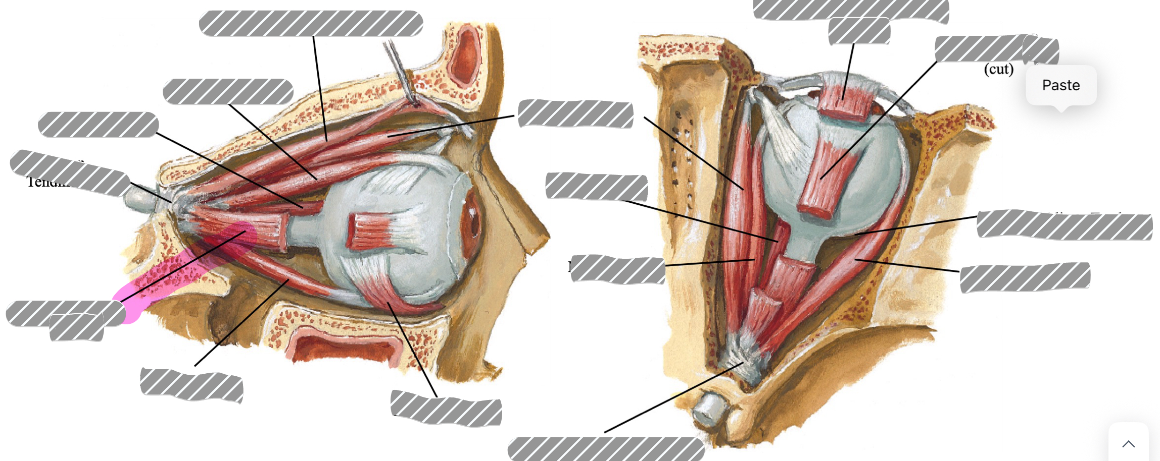 term image