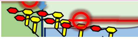 <p>These agents target the outer wall of the bacteria, specifically in the D-Ala-D-Ala terminus. This causes steric hindrance and weakens the cell wall. </p><p>There are also glycopeptides that are non-ribosomal peptides, meaning that they are not formed in the ribosomal pathway. They are short and cyclic, and because of that, they have a lipophilic head and hydrophilic tail, which allows them to penetrate the cell membrane.</p><p>inhibit bacterial cell wall synthesis through a high-affinity binding to the <strong>D-Ala-D-Ala terminus</strong> of the peptidoglycan precursor. Unlike Beta-lactams that target the enzyme, Glycopeptides target the <strong>substrate itself</strong>. By capping the D-Ala-D-Ala end, they create "steric hindrance"—physically blocking the transpeptidase enzyme from accessing the site to create cross-links. This results in a weak, unstable cell wall that leads to bacterial death. Because these molecules are very large and bulky, they generally cannot pass through the outer membrane of Gram-negative bacteria, making them primarily effective against Gram-positive organisms like MRSA.</p>