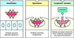 <p>The process by which antibodies mark invading pathogens for destruction.</p>