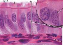 <ul><li><p>Func: <strong>Moves mucus/particles</strong> in resp system; <strong>moves oocytes</strong> in reproductive</p></li><li><p>Loc: bronchioles, uterus, sinuses</p></li></ul><p></p>