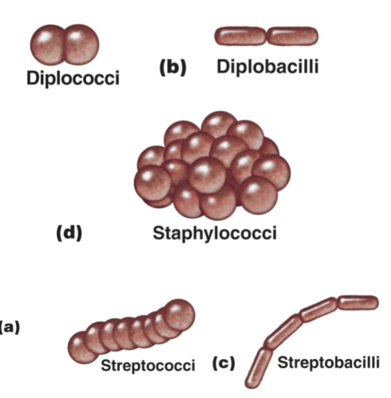 <p>Pairs: Diplococci, diplobacilli</p><p>Clusters: Staphylococci</p><p>Chains: Streptococci, Streptobacilli</p>