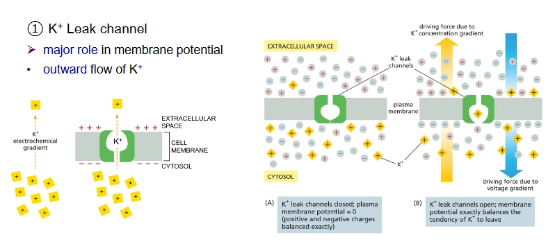 <p>Important channel for maintaining membrane potential</p>