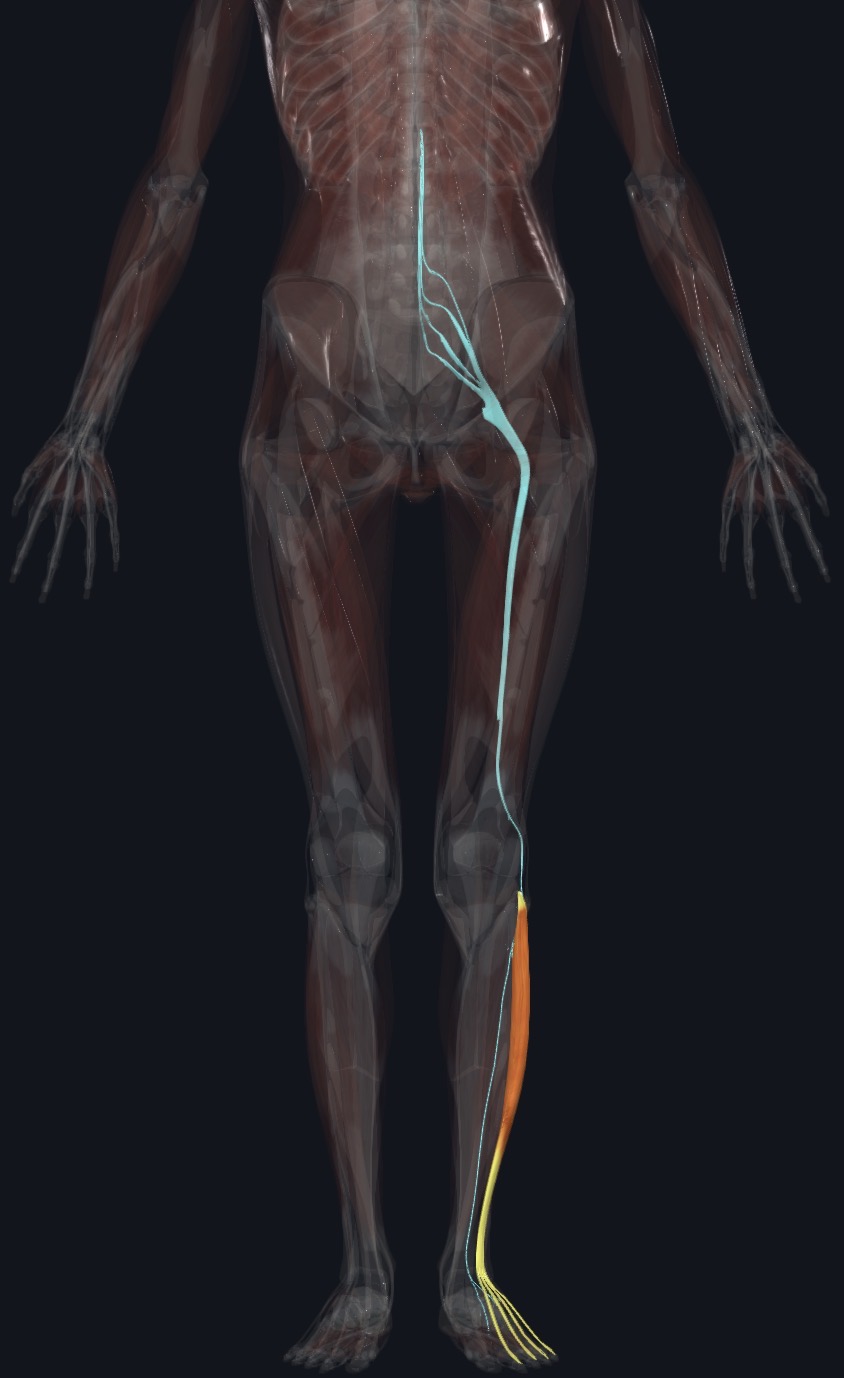 <p>Deep fibular N. (L5,S1)</p>