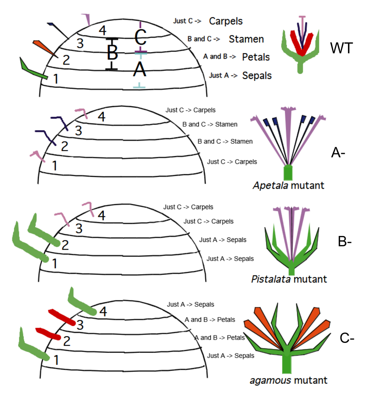 <p>WT</p><p>1st Whorl = 4 Sepals</p><p>2nd Whorl = 4 Petals</p><p>3rd Whorl = 6 Stamen</p><p>4th Whorl = 2 Carpels</p><p></p><p>Mutants:</p><p>A gene loss of function: Just carpels and stamen (no sepals or petals)</p><p>B gene loss of function: Just sepals and carpels (no stamen or petals)</p><p>C gene loss of function: Just sepals and petals (no stamen or carpels)</p>