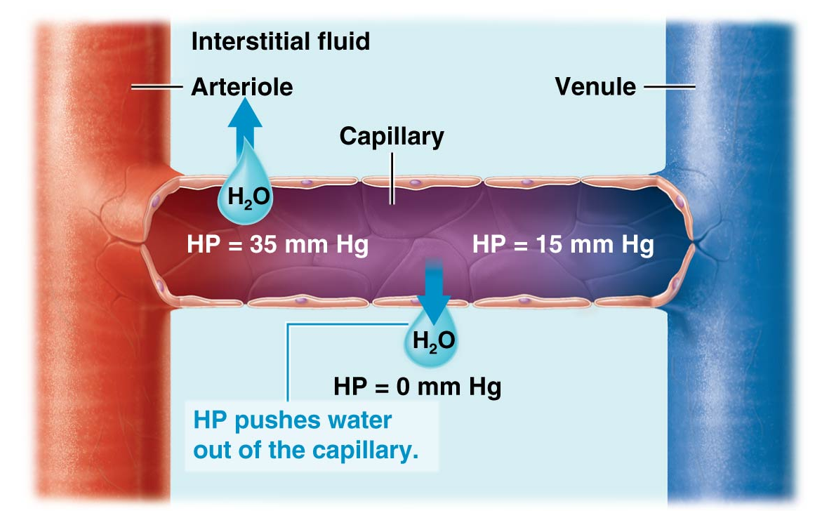 <p>The force of a <strong>fluid pressing on the wall of a container</strong> </p><ul><li><p>Equals to the blood pressure → tends to <strong>push water out of capillary </strong>into the interstitial space </p></li></ul><p></p>