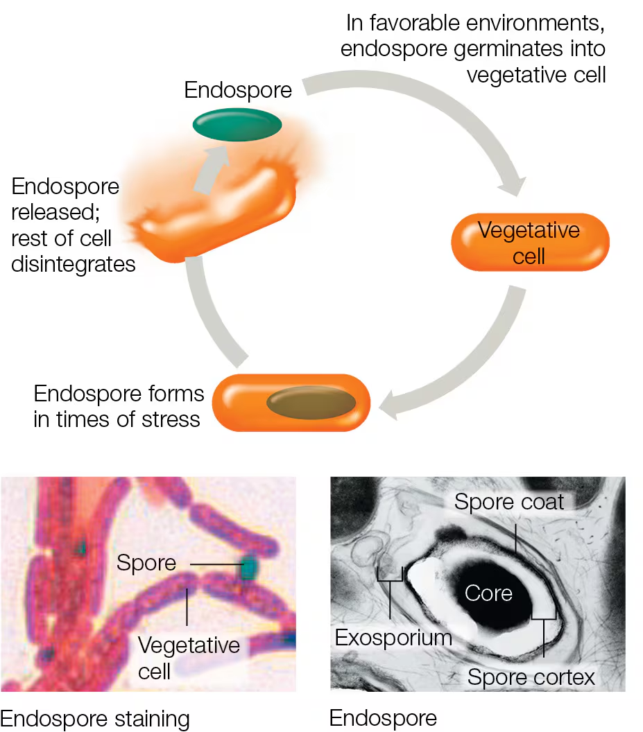 <p>Process by which a bacterial cell forms an endospore:</p><ol><li><p>Duplication of DNA </p></li><li><p>Package DNA w/ribosome + enzyme for vegetative restoration into <strong>Spore Core</strong></p></li><li><p>Surround the spore core w/heat and chemical-resistant layers</p></li><li><p>Release</p></li></ol><p></p>