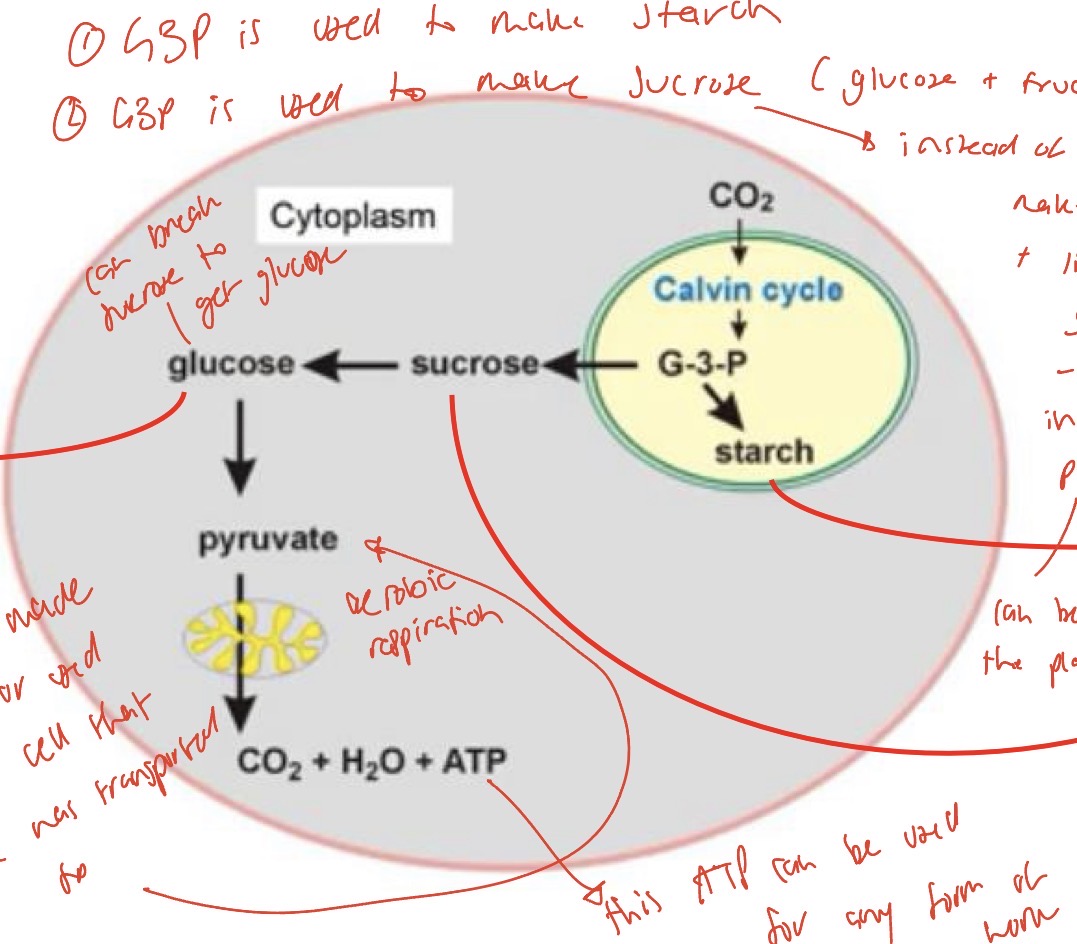 <ol><li><p>Is used to make starch - stored in the leaves as granules</p></li><li><p>Used to make sucrose (links glucose and fructose)</p><ol><li><p>Sucrose is transported in the vasculature in the phloem vessels - can be distributed all around the plant</p></li><li><p>Sucrose can be broken down again into glucose - used as an energy source for aerobic respiration to generate ATP that can actually be used to do work</p></li></ol></li></ol><p></p>