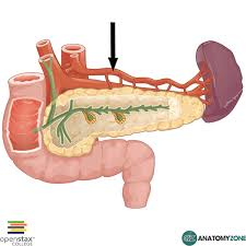 <p>major blood supply to pancreas</p><p>small branches that come off of the splenic artery (there are many of them)</p><ul><li><p>structure</p></li></ul><p></p>