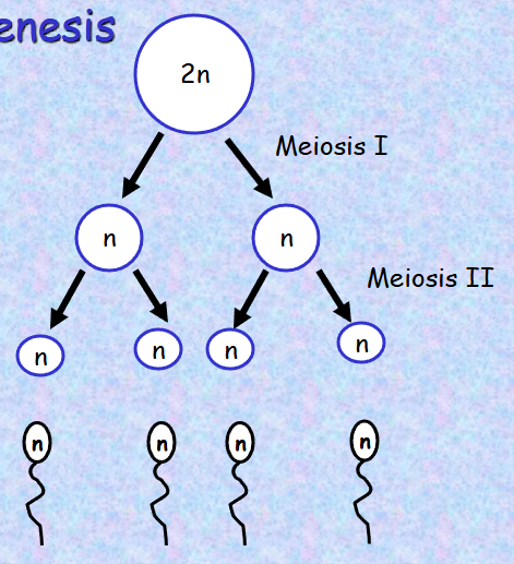 <p>The form of meiosis that produces sperm cells is called ________, which produces _____ mature sperm</p>