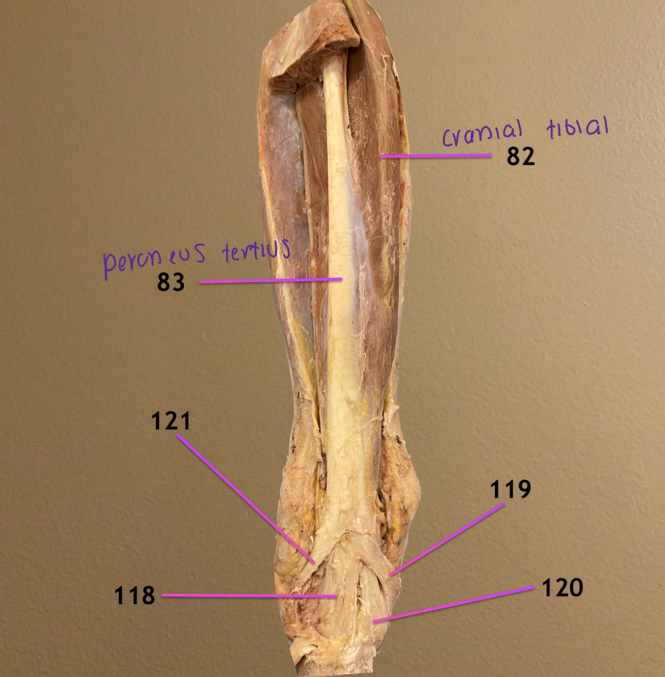 <p>dorsal view of tarsus</p><p>.</p><p>label the tendons 118-121</p>