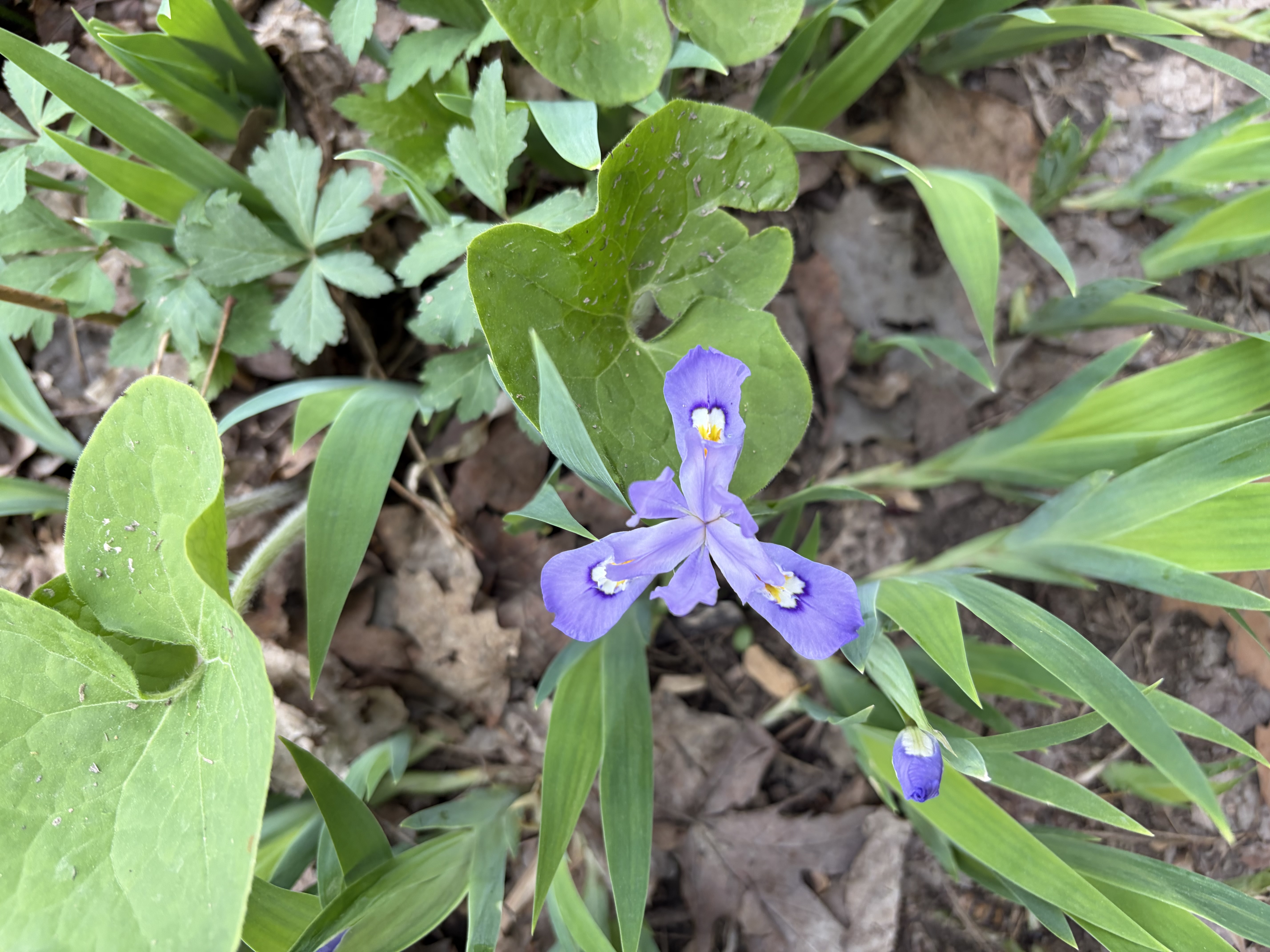 knowt flashcard image