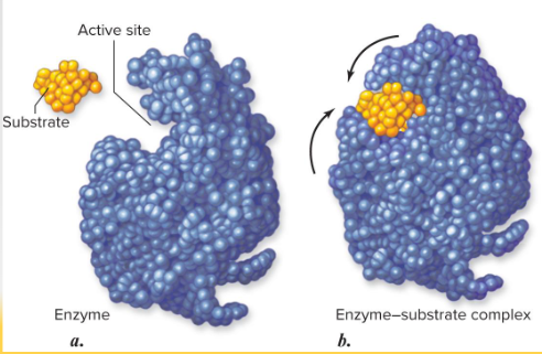 <p>Describes how an <span>enzyme</span>'s <span>active site</span> changes shape slightly to mold tightly around a <span>substrate</span> upon binding</p><ul><li><p><span>At the active site, a shift in shape that optimizes reactions</span></p></li></ul><ul><li><p><span>The slight changes at the active site maximizes the catalysis</span></p></li><li><p><span>The substrate (key) fits into the active site of enzyme (the lock) like a “lock-and-key” model</span></p></li></ul><p></p>