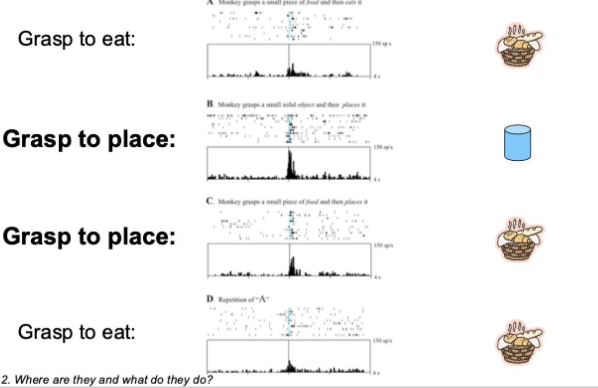 this cell responds to grasp and place