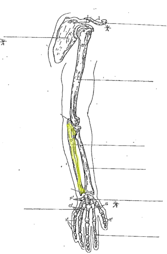 <p>What is the highlighted part of the arm?</p>