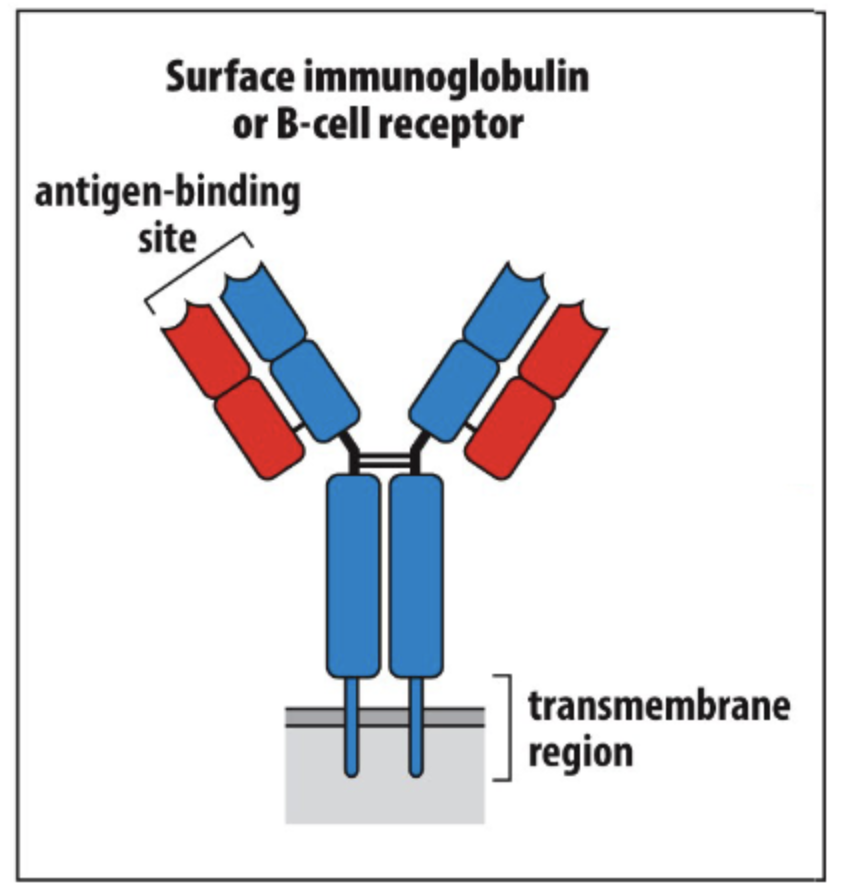 <p>… antibody. A type of MOLECULE!</p>