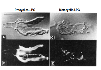 <p>procyclics</p><p>phosphoglycans isolated from procyclics and metacyclics were labeled w/ a dye</p><p>opened sandfly midguts were incubated w/ PG from procyclics (A/B) and metacyclics (C/D) and detected w/ antibody</p><p>only procyclic phosphoglycan binds to midgut</p>