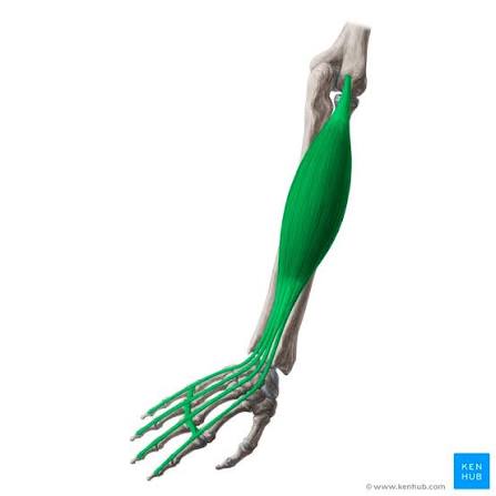 <p>Extensor digitorum</p>