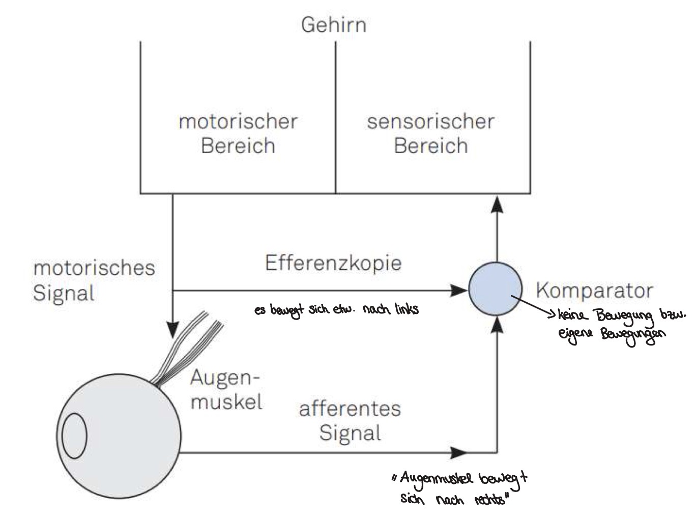 <ol><li><p><strong>&nbsp; Ökologischer Ansatz</strong></p></li></ol><ul><li><p><strong>bewegt sich das Auge/Betrachter</strong>, so ändert sich das komplette retinale Abbild = Teile der Szene werden sukzessiv verdeckt und verhüllt</p></li></ul><p></p><ul><li><p><strong>Bewegt sich ein Objekt</strong> (Zb. ein Fußgänger) vor einem Hintergrund, so verdeckt das Objekt sukzessiv Teile des Hintergrundes</p></li></ul><p><strong>=> </strong>Jedoch kann der ökologische Ansatz nicht erklären wieso wir Eigen- von Fremdbewegungen auch dann unterscheiden können, wenn keine szenische Information sukzessive Verdeckung ermöglicht</p><p>Zb. Man sitzt im Zug und ein anderer Zug fährt los</p><p></p><ol start="2"><li><p><strong>Reafferenzprinzip</strong></p></li></ol><p>Die Trennung von Eigen- und Fremdbewegung kann durch die Information des Abbildes auf der Retina erfolgen (ökologischer Ansatz) und durch die Verrechnung der motorischen Bewegungssignale mit dem afferenten Signal (Reafferenzprinzip).</p>