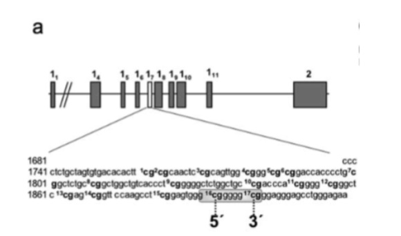 <p>shows differences in methylation at the 17 different CPG sites… shows that the GR promotor has lots of methylation sites</p>