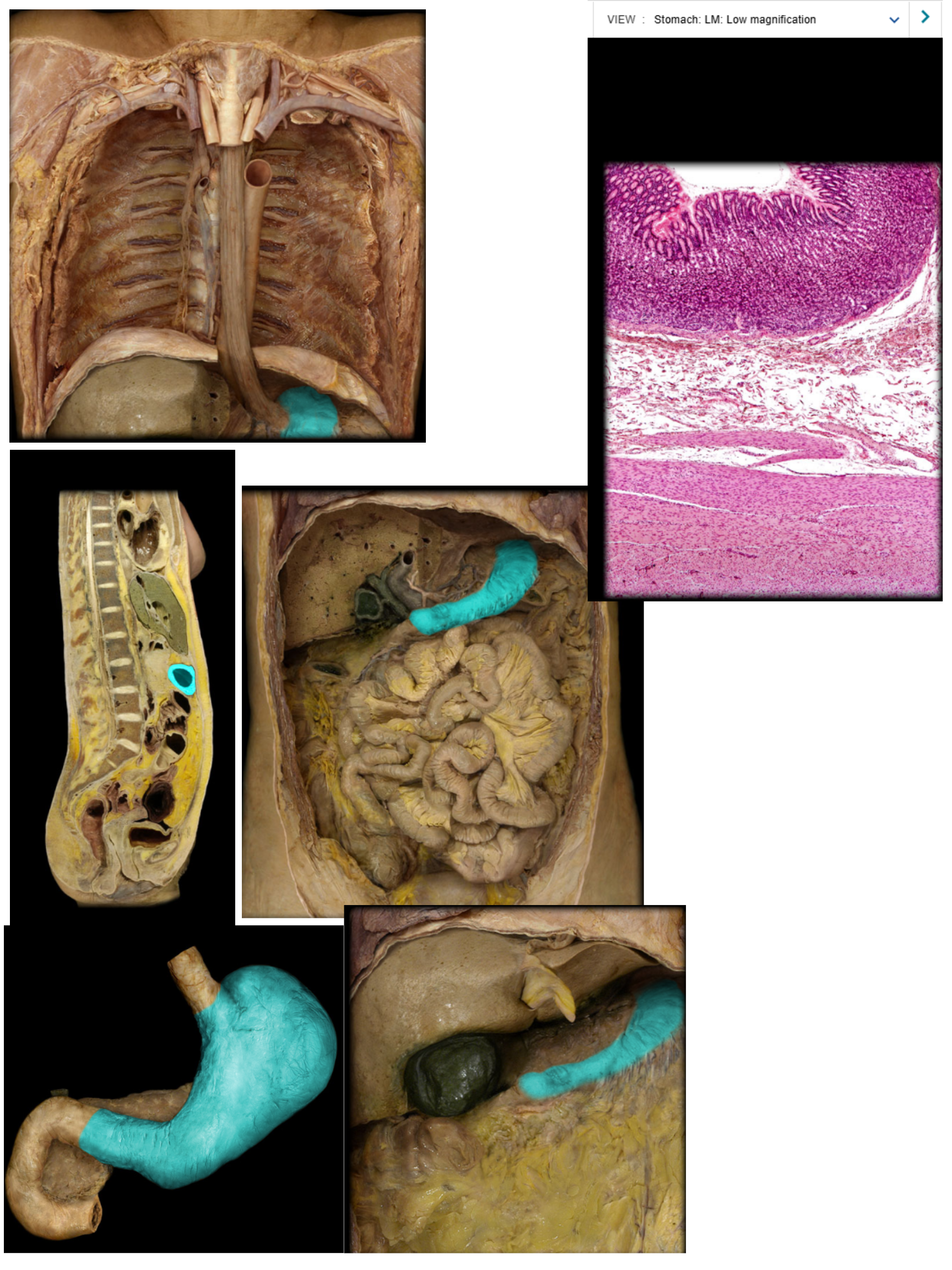 knowt flashcard image