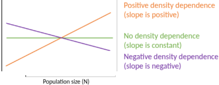 <p><span style="background-color: transparent;"><strong>Density dependence </strong>- Population growth changes depending on population size. </span><strong>Density dependence</strong> occurs when the <strong>per capita population growth rate changes as population size (N) changes</strong>.</p><p>Step 1: Imagine a population</p><p>Say you have a <strong>forest with rabbits</strong>.</p><ul><li><p><strong>Few rabbits</strong> → lots of food, easy to find mates</p></li><li><p><strong>Many rabbits</strong> → food is scarce, disease spreads, harder to survive</p></li></ul><p>The way the population growth <strong>changes as the rabbits become more crowded</strong> is what we call <strong>density dependence</strong>.</p><p>Step 2: Three possible situations</p><p></p><ol><li><p><strong>Negative density dependence (most common)</strong></p></li></ol><ul><li><p>When the population is <strong>bigger</strong>, growth <strong>slows down</strong>.</p></li><li><p>Negative density dependence = species grow faster when rare, helping them recover and coexist with others.</p></li><li><p>slope is negative </p></li><li><p>Crowding makes life harder: less food, more disease, more competition.</p></li><li><p>Example: 10 rabbits → grow fast, 100 rabbits → grow slower.</p></li></ul><p></p><ol start="2"><li><p><strong>Positive density dependence</strong></p></li></ol><ul><li><p>When the population is <strong>bigger</strong>, growth <strong>actually speeds up</strong>.</p></li><li><p>Small populations struggle to survive or reproduce.</p></li><li><p>Example: 2 wolves → hard to hunt and mate, 20 wolves → easier hunting and mating.</p></li></ul><p></p><ol start="3"><li><p><strong>No density dependence</strong></p></li></ol><ul><li><p>Crowding <strong>doesn’t matter</strong>.</p></li><li><p>Each individual contributes the same to growth no matter how many there are.</p></li><li><p>Example: bacteria in unlimited nutrients in a lab — growth is constant.</p></li></ul><p>Step 3: Super simple visual</p><table style="min-width: 75px;"><colgroup><col style="min-width: 25px;"><col style="min-width: 25px;"><col style="min-width: 25px;"></colgroup><tbody><tr><th colspan="1" rowspan="1"><p>Type</p></th><th colspan="1" rowspan="1"><p>Line shape</p></th><th colspan="1" rowspan="1"><p>Growth trend</p></th></tr><tr><td colspan="1" rowspan="1"><p>Negative</p></td><td colspan="1" rowspan="1"><p>Slopes downward</p></td><td colspan="1" rowspan="1"><p>Growth slows as population grows</p></td></tr><tr><td colspan="1" rowspan="1"><p>Positive</p></td><td colspan="1" rowspan="1"><p>Slopes upward</p></td><td colspan="1" rowspan="1"><p>Growth faster as population grows</p></td></tr><tr><td colspan="1" rowspan="1"><p>None</p></td><td colspan="1" rowspan="1"><p>Flat line</p></td><td colspan="1" rowspan="1"><p>Growth stays the same</p></td></tr></tbody></table><p><span data-name="check_mark_button" data-type="emoji">✅</span> <strong>Key Idea:</strong><br><strong>Density dependence = does crowding affect how fast a population grows?</strong></p><p></p><ul><li><p><strong>Negative:</strong> Yes, slows growth</p></li><li><p><strong>Positive:</strong> Yes, speeds growth</p></li><li><p><strong>None:</strong> No, doesn’t affect growth</p></li></ul><p></p>