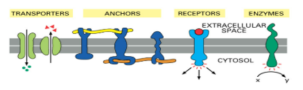 <ul><li><p>Several different types of proteins determine function and uniqueness </p></li></ul><p></p>