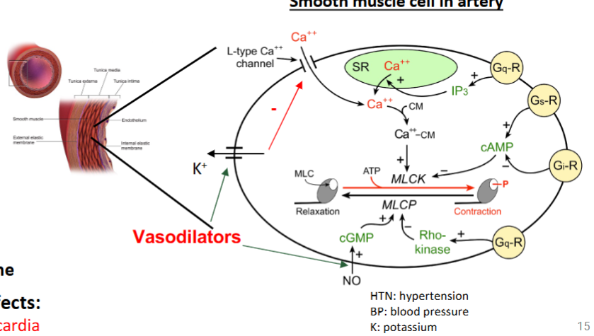 <p>increase NO → increase vasodilation → decrease BP </p>