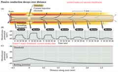 <p>passive current flow through neurons that accompanies activated electrical currents</p>