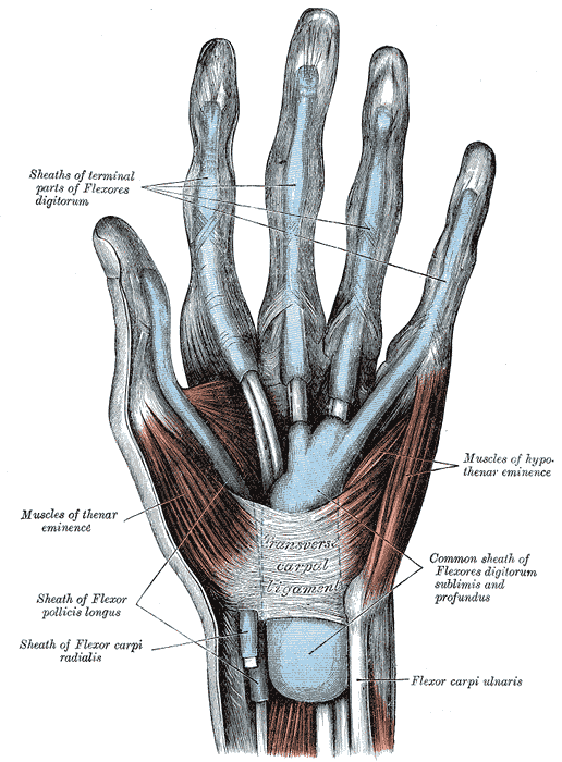 <p>Flexor Retinaculum (transverse carpal ligament)</p>