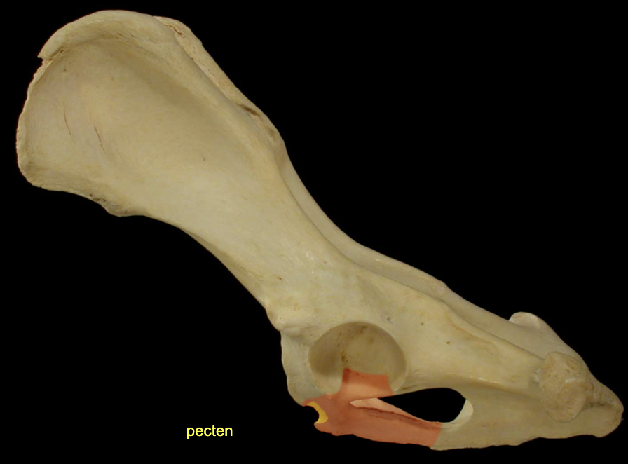 <p>Pecten of the Pubis </p>
