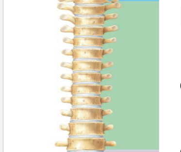 <p><strong>Vertebrae Numbers</strong></p><p>How many thoracic vertebrae?</p>