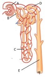 <p><span style="line-height: 17.375px;">Correctly identify the proximal convoluted tubule.&nbsp;</span></p>