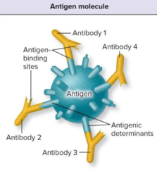 <p>recognized on pathogen attacking you</p>