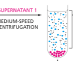 <p>What fractionates at a medium-speed centrifugation?</p>