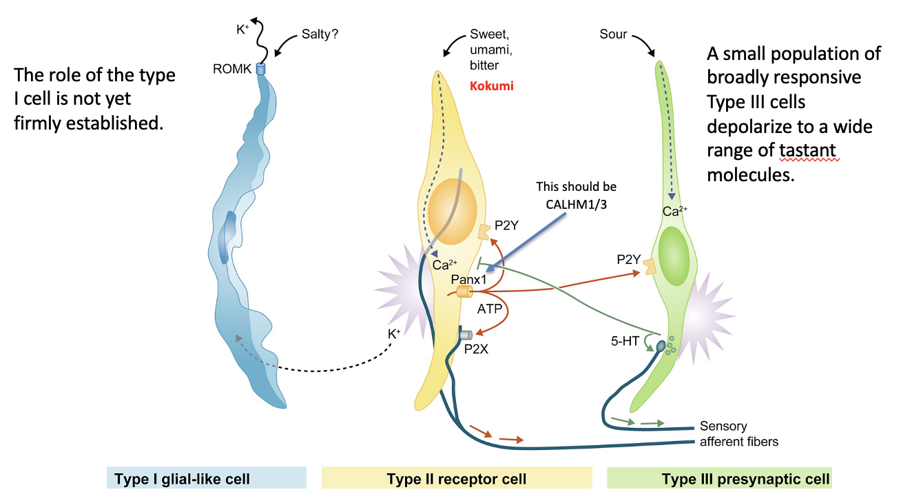 <ul><li><p><strong>3 morphological TRC types:</strong> Type I, II, III</p></li><li><p><strong>5 functional TRC types:</strong></p><ul><li><p>Sweet</p></li><li><p>Umami</p></li><li><p>Bitter</p></li><li><p>Sour</p></li><li><p>(Salty – likely Type I, less certain)</p></li></ul></li></ul><p></p>