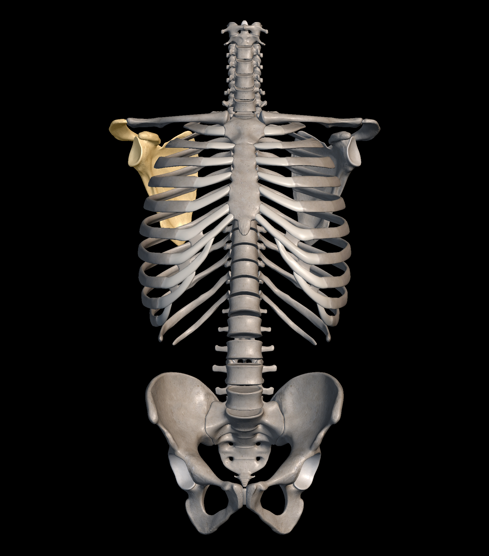 <p>What is the name of the part highlighted in yellow?</p>