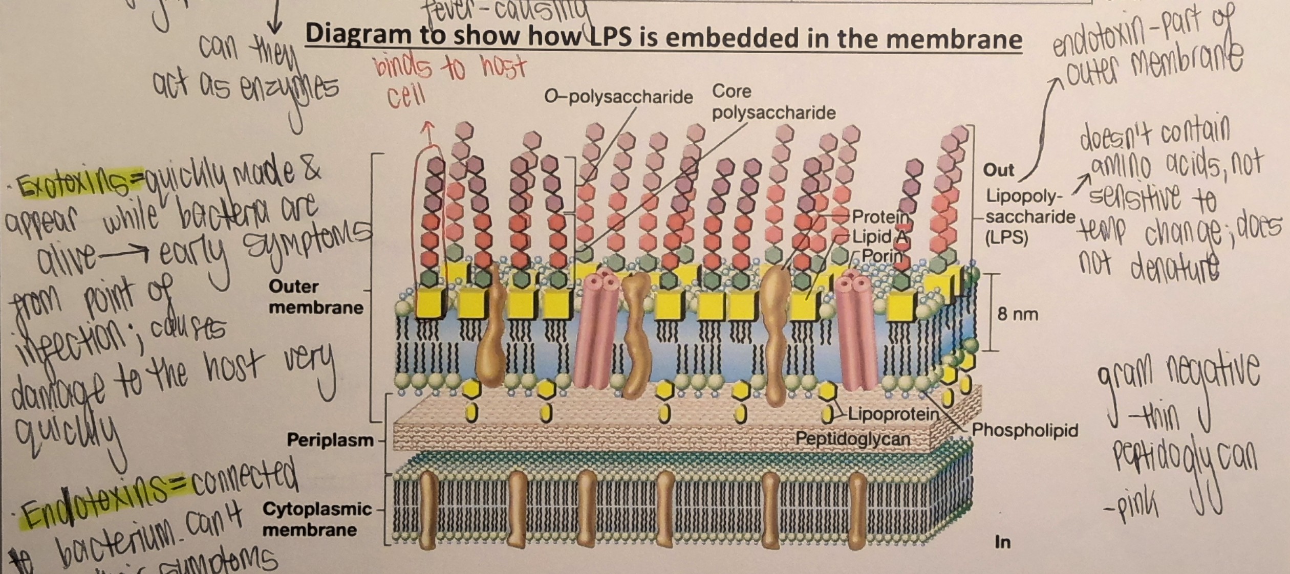 <ul><li><p><strong>Endotoxins:</strong> part of the outer membrane of Gram-negative bacteria</p></li><li><p><strong>Exotoxins: </strong>synthesised inside the cell &amp; diffuse outside </p></li></ul><p></p>