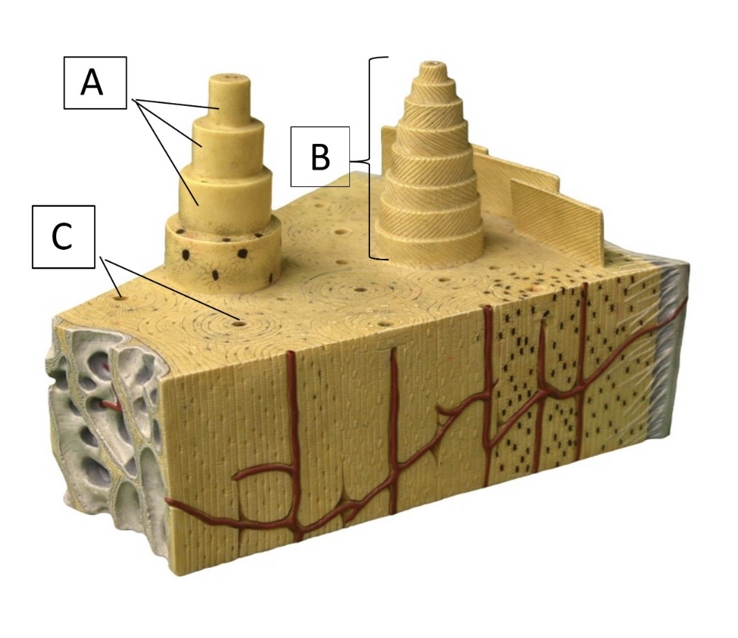 <p>name structure B</p>