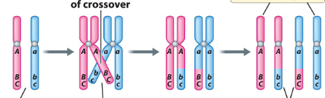 <p>when matching chromosomes swap pieces of DNA with nonsister chromatids (identical) during meiosis I, creating new combinations of genes</p>