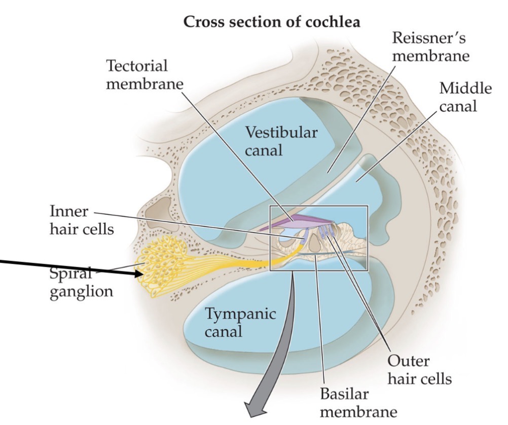 <p><span><span>•</span><strong><span>Reissner’s membrane </span></strong><span>(roof of SM): separates perilymph of scala vestibuli and endolymph of scala media</span><span><br></span></span></p><p class="s124"><span><span>•</span><strong><span>Basilar membrane</span></strong><span><br></span><span>(floor of SM): separates perilymph of scala tympani and endolymph of scala media; is the base of the </span><strong><span>Organ of Corti </span></strong><span>(box in figure)</span></span></p>